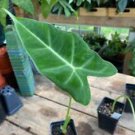 1 Live Plant - Alocasia or Elephant Ear Frydek - Home Plant Garden #smfm3