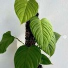 1 Live Plant - Philodendron sp Fuzzy Petiole Aroid - Home Plant Garden #smfm3
