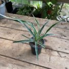 1 Live Plant - Bromeliad Pineapple Juicy Variegated - Home Plant Garden #smfm3