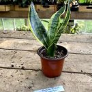 1 Live Plant - Snake Plant or Sansevieria Superba - Home Plant Garden #smfm3
