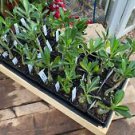 1 Live Plant - Desert Rose or Adenium Single Picotee Pink and White - Home Plant Garden #smfm3