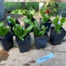 1 Live Plant - Thanksgiving Cactus or Schlumberbera Truncata - Home Plant Garden #smfm3