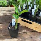 1 Live Plant - Desert Rose or Adenium Single Red Bloom - Home Plant Garden #smfm3