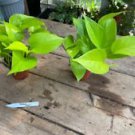 1 Live Plant - Pothos or Devil's Ivy Neon - Home Plant Garden #smfm3