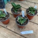 1 Live Plant - Snake Plant or Sansevieria Dwarf Samurai - Home Plant Garden #smfm3