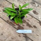 1 Live Plant - Hoya Wayetii or Wax Plant - Home Plant Garden #smfm3