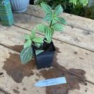 1 Live Plant - Peperomia Angulata - Home Plant Garden #smfm3