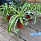 1 Live Plant - Spider Plant or Chlorophytum Comosum Curly Bonnie - Home Plant Garden #smfm3