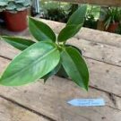 1 Live Plant - Philodendron Imperial Green - Home Plant Garden #smfm3
