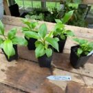 1 Live Plant - Philodendron Green Lemon - Home Plant Garden #smfm3