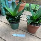 1 Live Plant - Sansevieria or Snake Plant Black Jade Larger - Home Plant Garden #smfm3