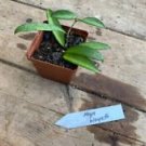 1 Live Plant - Hoya Wayetti or Wax Plant - Home Plant Garden #smfm3