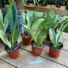 1 Live Plant - Sansevieria or Snake Plant Moonshine - Home Plant Garden #smfm3