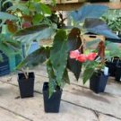 1 Live Plant - Begonia Cane Torch - Home Plant Garden #smfm3