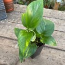 1 Live Plant - Pothos or Devil's Ivy Golden - Home Plant Garden #smfm3