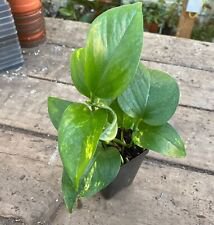 1 Live Plant - Pothos or Devil's Ivy Golden - Home Plant Garden #smfm3