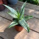 1 Live Plant - Aloe Australian Hybrid - Home Plant Garden #smfm3