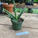 1 Live Plant - Sansevieria or Snake Plant Stuckii Larger - Home Plant Garden #smfm3