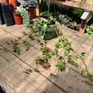 1 Live Plant - Peperomia Hope - Home Plant Garden #smfm3