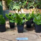 1 Live Plant - Schlumberbera Truncata Hot Pink Bloom - Home Plant Garden #smfm3