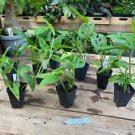 1 Live Plant - Monstera Adansonii or Swiss Cheese Narrow Leaf - Home Plant Garden #smfm3