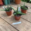 1 Live Plant - Snake Plant or Sansevieria Stuckii - Home Plant Garden #smfm3