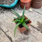 1 Live Plant - Bergeranthus Multiceps Succulent - Home Plant Garden #smfm3