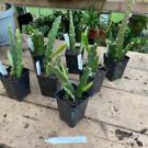 1 Live Plant - Orchid Cactus or Epiphyllums - Home Plant Garden #smfm3