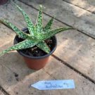 1 Live Plant - Aloe Australian Hybrid - Home Plant Garden #smfm3