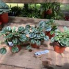 1 Live Plant - Peperomia Little Tuscany - Home Plant Garden #smfm3