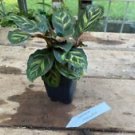 1 Live Plant - Calathea Makoyana - Home Plant Garden #smfm3