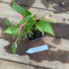 1 Live Plant - Alternanthera Party Time - Home Plant Garden #smfm3