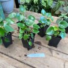 1 Live Plant - Peperomia Rain Drop - Home Plant Garden #smfm3