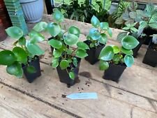 1 Live Plant - Peperomia Rain Drop - Home Plant Garden #smfm3