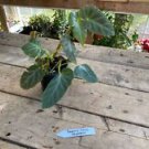 1 Live Plant - Begonia Cane Angularis - Home Plant Garden #smfm3