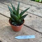 1 Live Plant - Haworthia or Zebra Plant - Home Plant Garden #smfm3