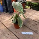 1 Live Plant - Peperomia Ginny Small Leaf - Home Plant Garden #smfm3