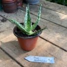1 Live Plant - Aloe Australian Hybrid - Home Plant Garden #smfm3