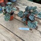 1 Live Plant - Peperomia Luna Red - Home Plant Garden #smfm3