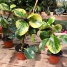 1 Live Plant - Peperomia Marble - Home Plant Garden #smfm3