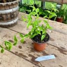 1 Live Plant - Hoya Bella Wax - Home Plant Garden #smfm3