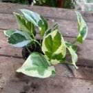 1 Live Plant - Pothos or Devil's Ivy NJoy - Home Plant Garden #smfm3