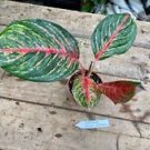 1 Live Plant - Aglaonema or Chinese Evergreen Garnet Coltrane - Home Plant Garden #smfm3