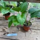 1 Live Plant - Pothos or Devil's Ivy Green Queen - Home Plant Garden #smfm3
