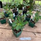 1 Live Plant - Christs Thorns Euphorbia milii Dark Hot Pink - Home Plant Garden #smfm3