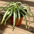 1 Live Plant - Spider Plant Variegated - Home Plant Garden #smfm3