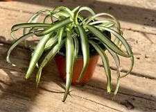 1 Live Plant - Spider Plant Variegated - Home Plant Garden #smfm3