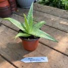 1 Live Plant - Aloe Australian Hybrid - Home Plant Garden #smfm3
