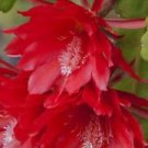 1 Live Plant - Red Orchid Cactus Epiphyllum Rooted - Home Plant Garden #smfm3