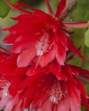1 Live Plant - Red Orchid Cactus Epiphyllum Rooted - Home Plant Garden #smfm3